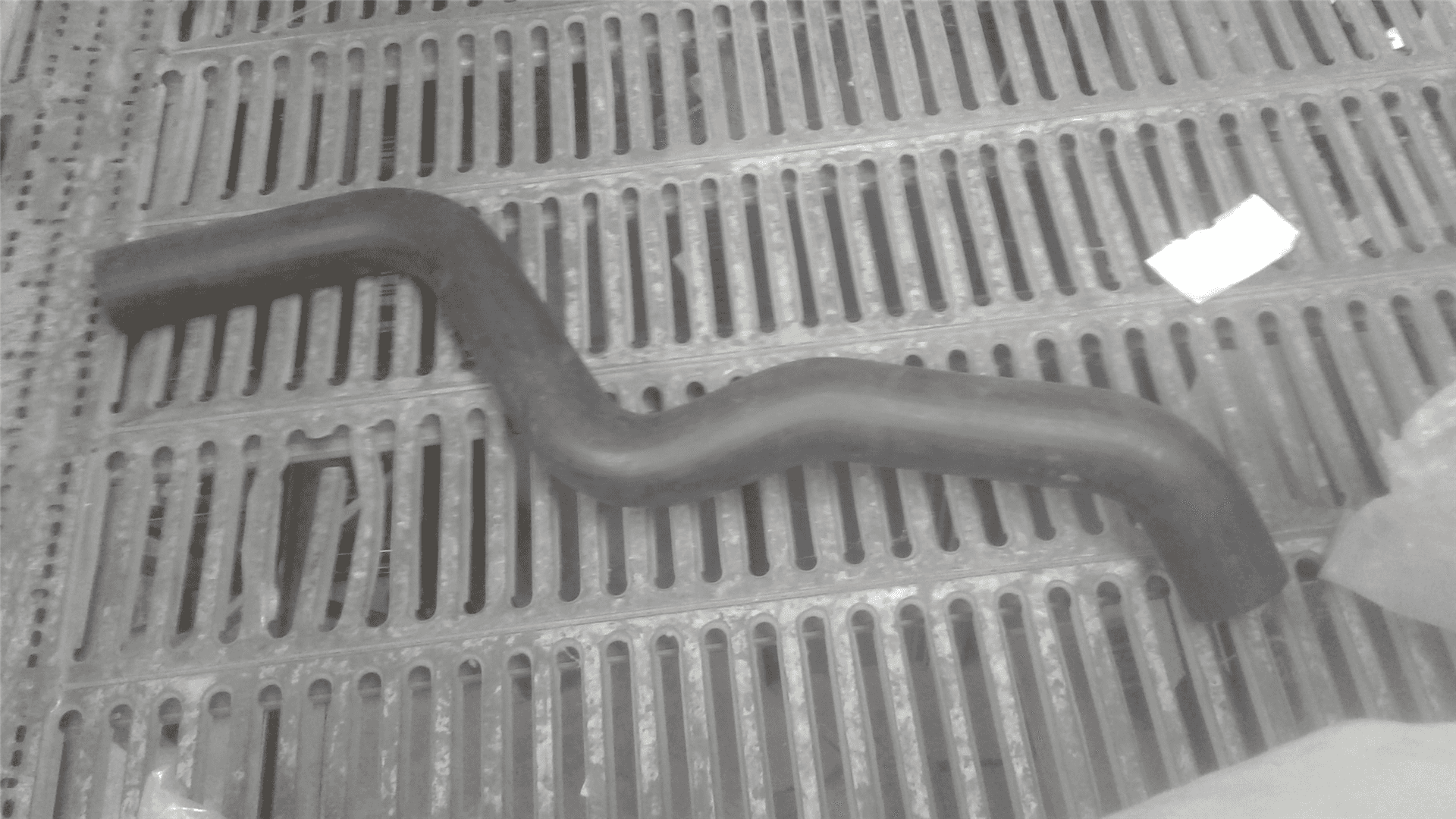 NEW HOSE-RADIATO image